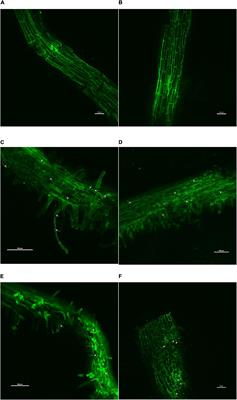 Inter-Genera Colonization of Ocimum tenuiflorum Endophytes in Tomato and Their Complementary Effects on Na+/K+ Balance, Oxidative Stress Regulation, and Root Architecture Under Elevated Soil Salinity